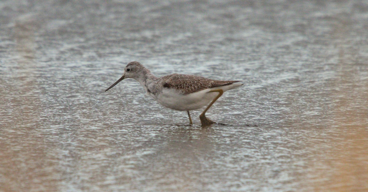 Common Greenshank - ML642203665
