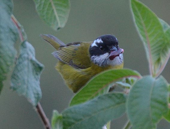 Sooty-capped Chlorospingus - ML642203666
