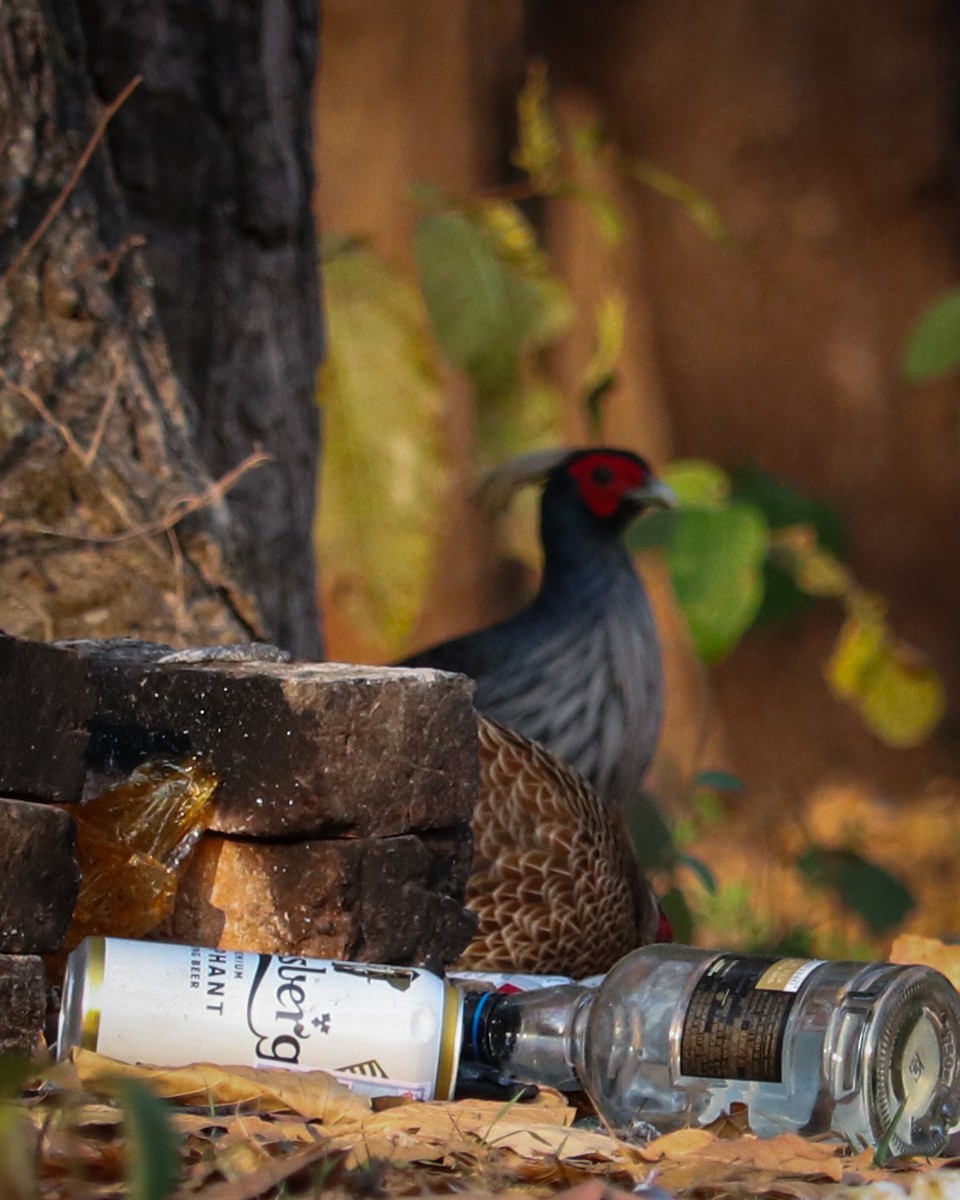 Kalij Pheasant - ML642203667