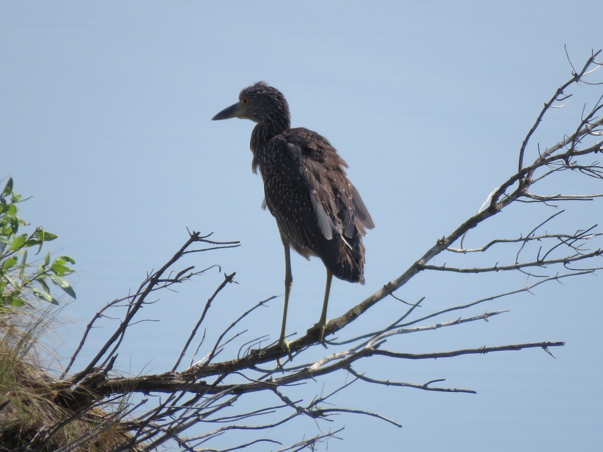 Yellow-crowned Night Heron - ML642203668