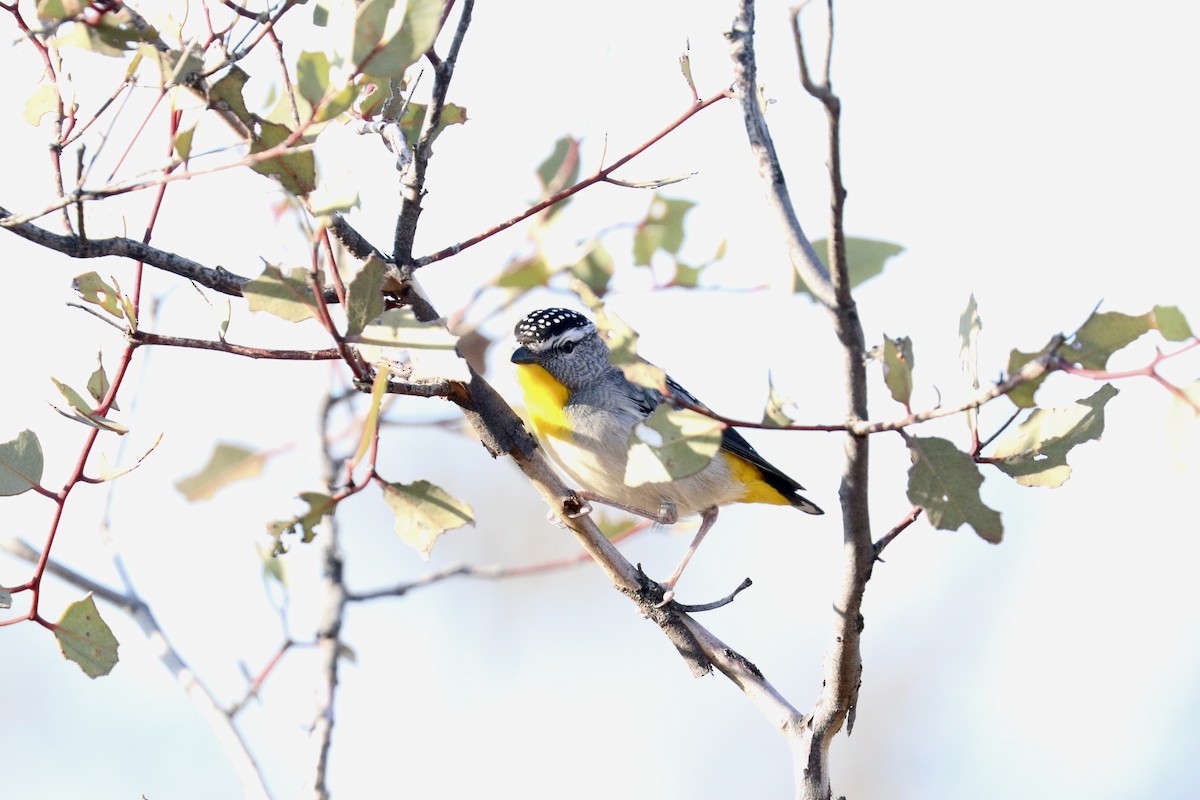 Spotted Pardalote - ML642203670