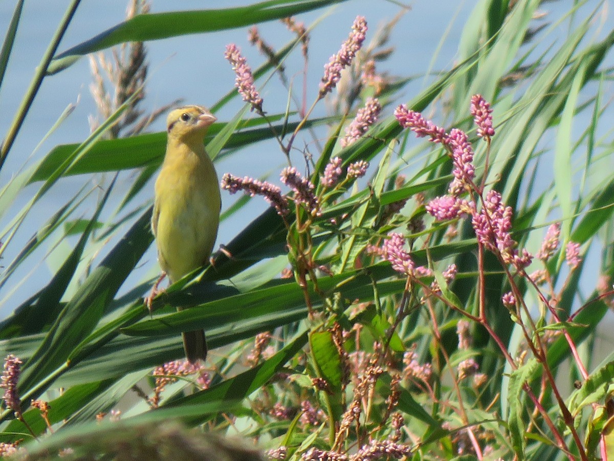 Bobolink - ML642203671