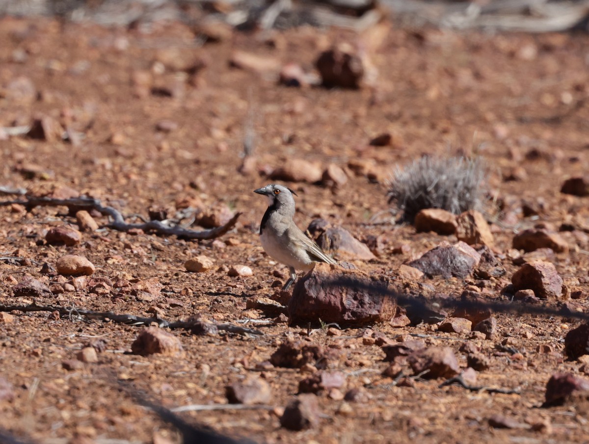 Crested Bellbird - ML642203713