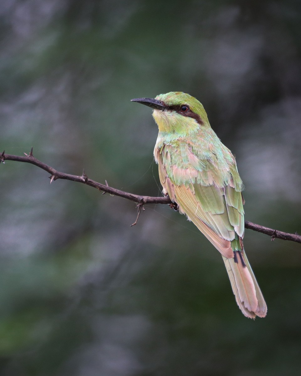 Asian Green Bee-eater - ML642203714