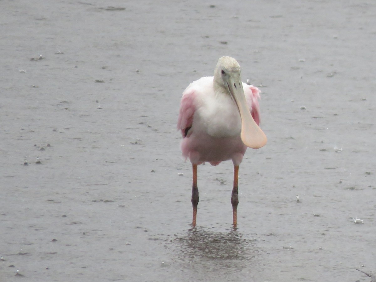 Roseate Spoonbill - ML642203716