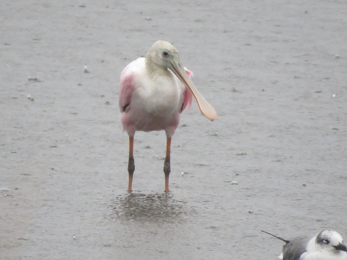 Roseate Spoonbill - ML642203717
