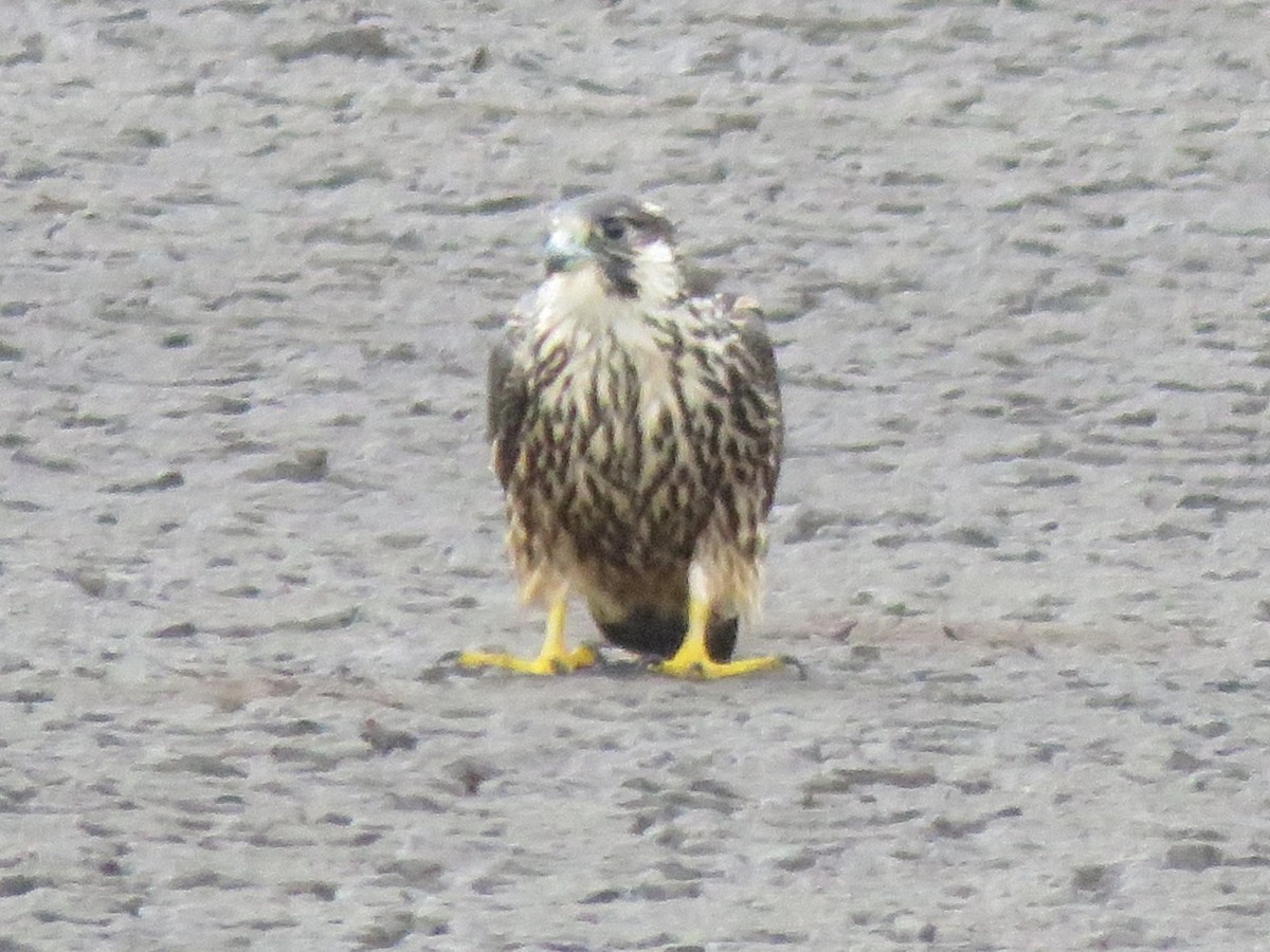 Peregrine Falcon - ML642203718