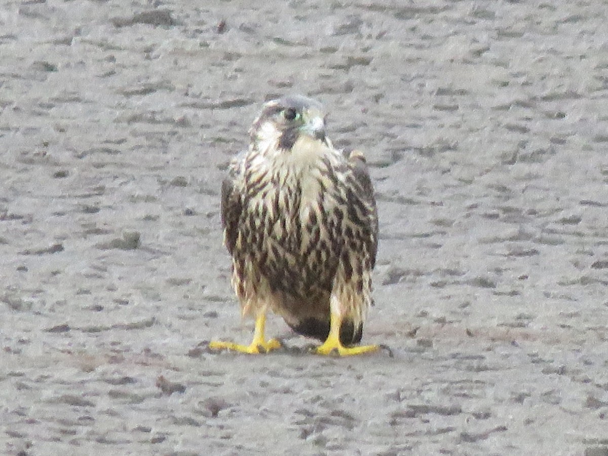 Peregrine Falcon - ML642203719