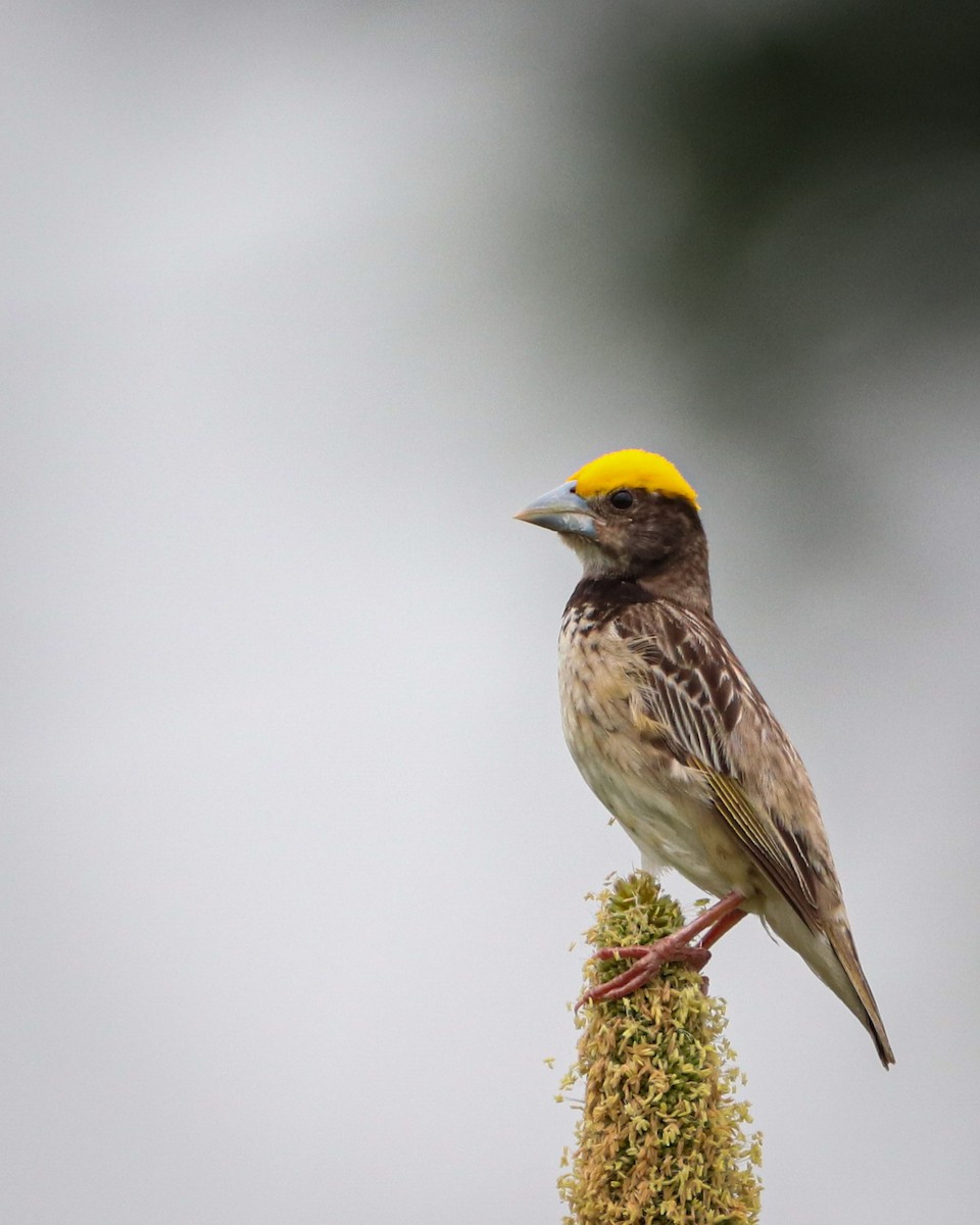 Black-breasted Weaver - ML642203720