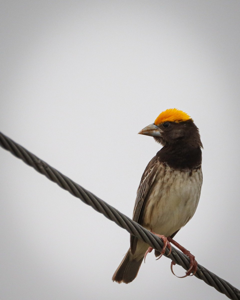 Black-breasted Weaver - ML642203721