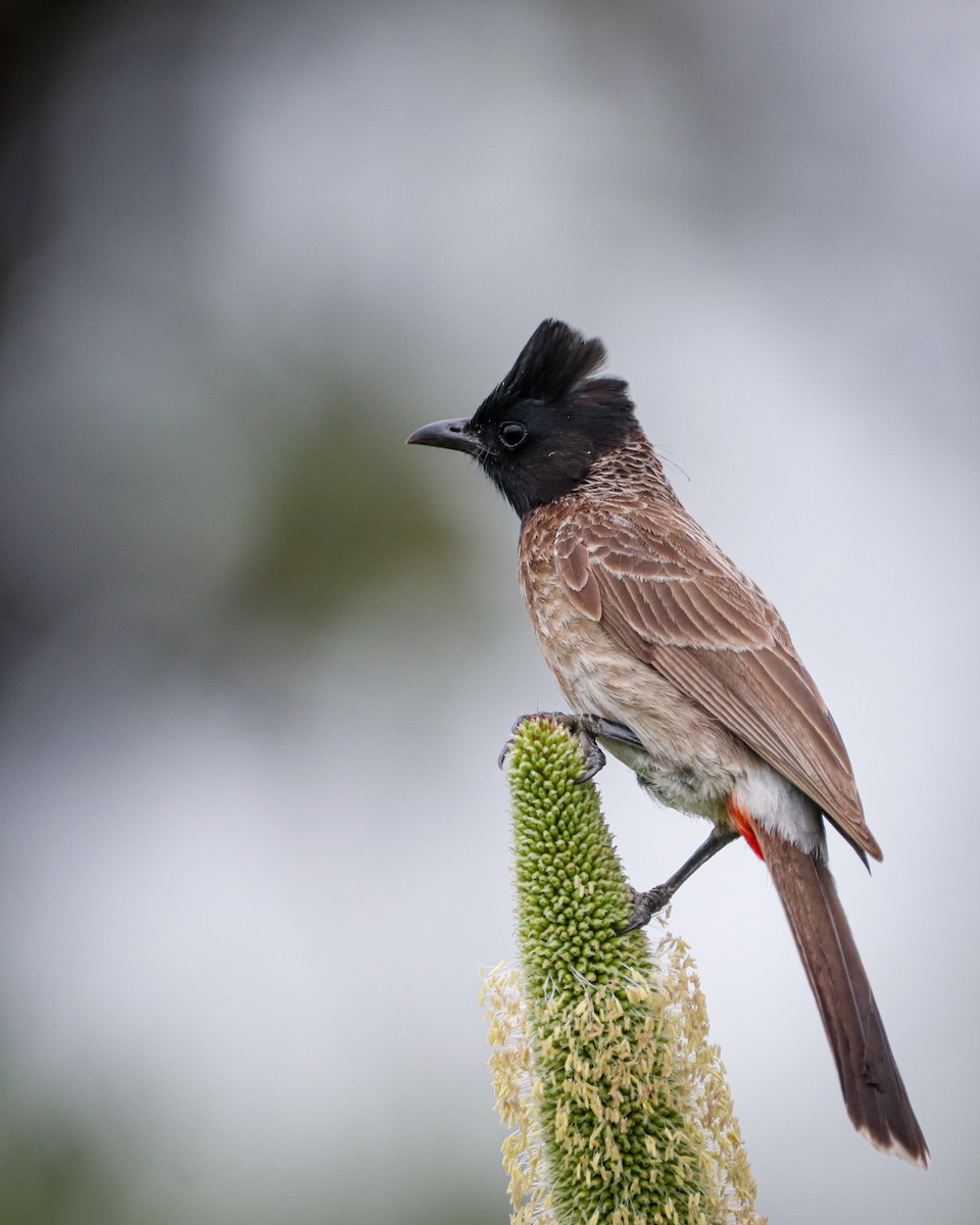Red-vented Bulbul - ML642203723