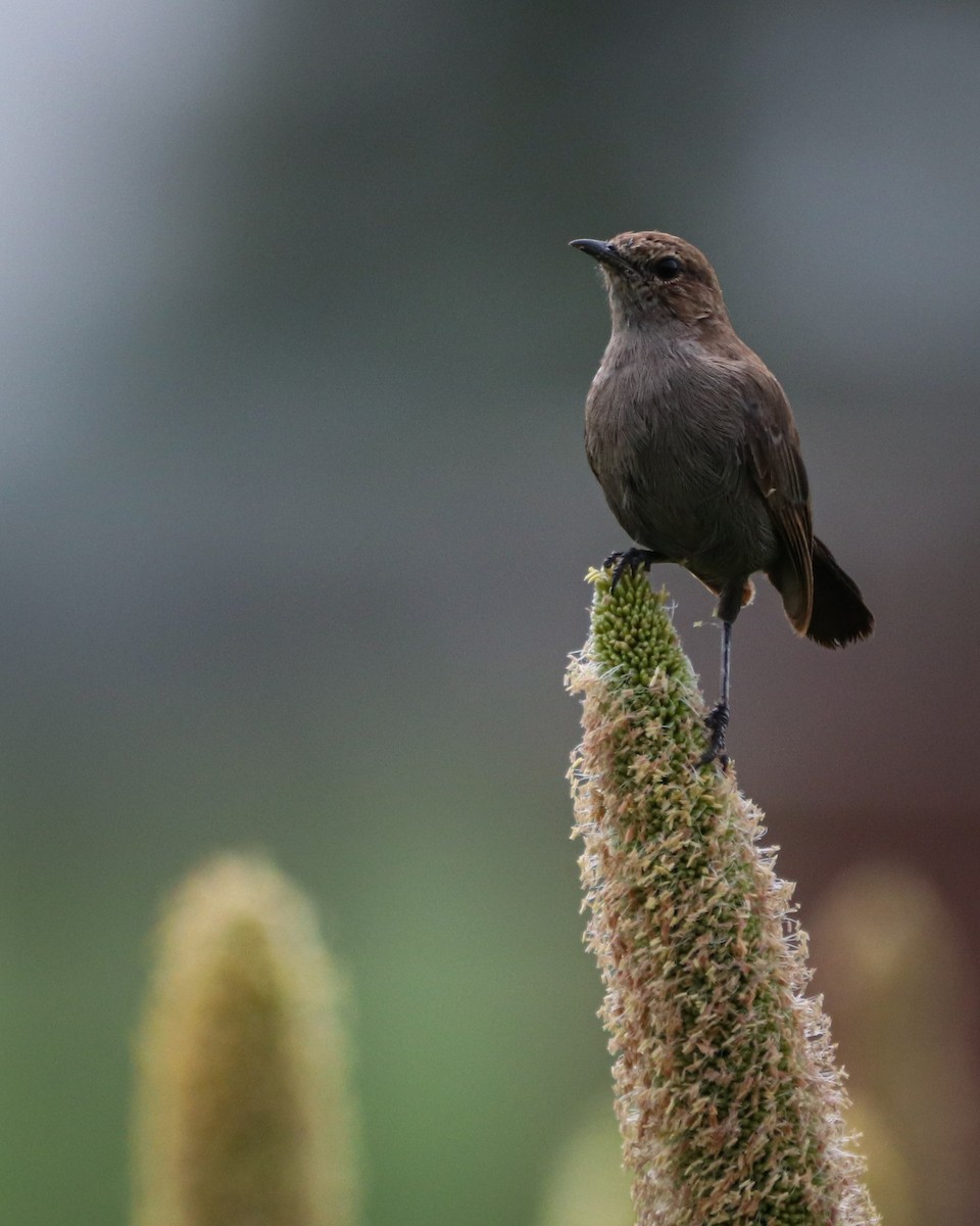 Indian Robin - ML642203733