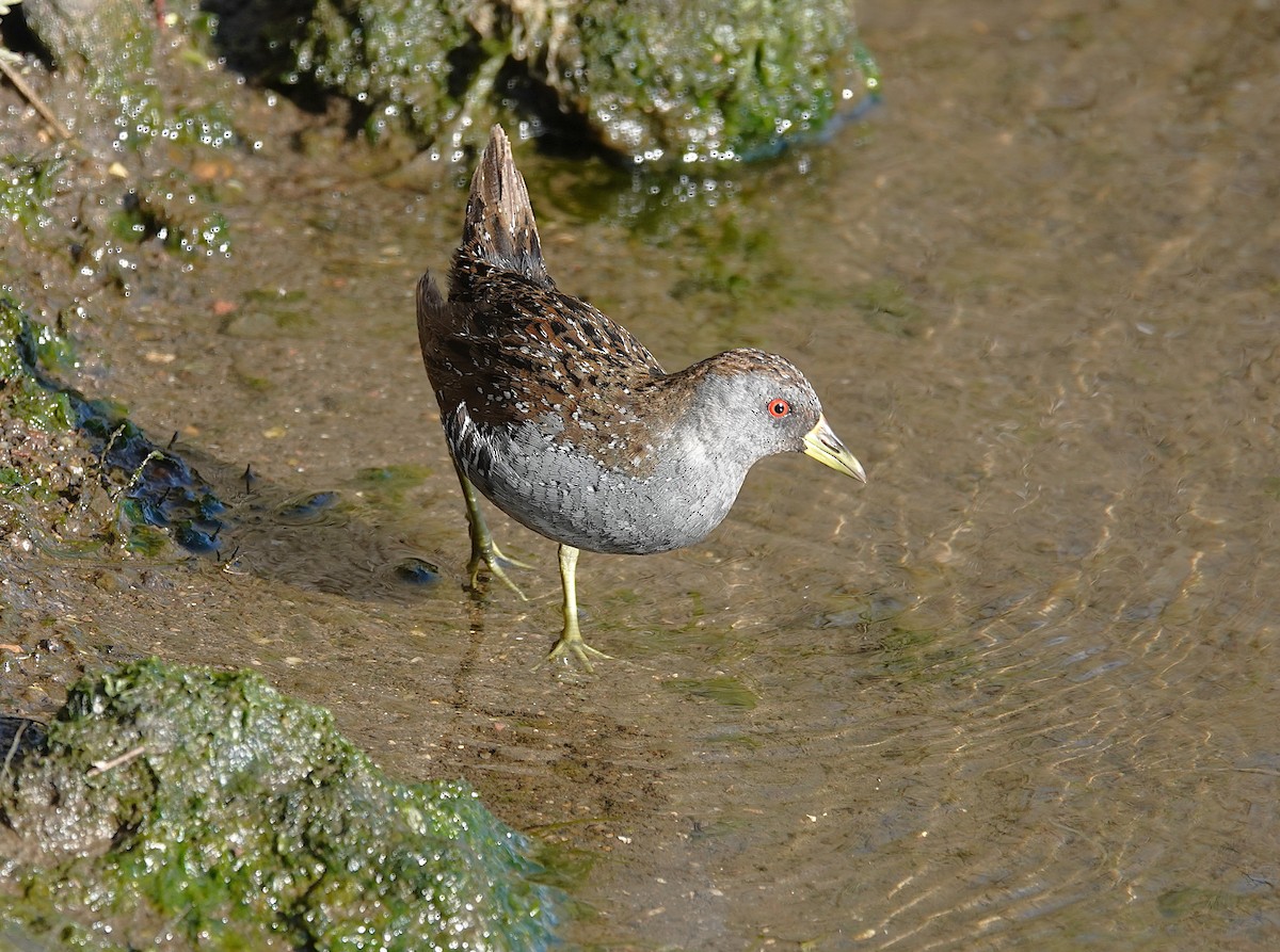 Australian Crake - ML642203779