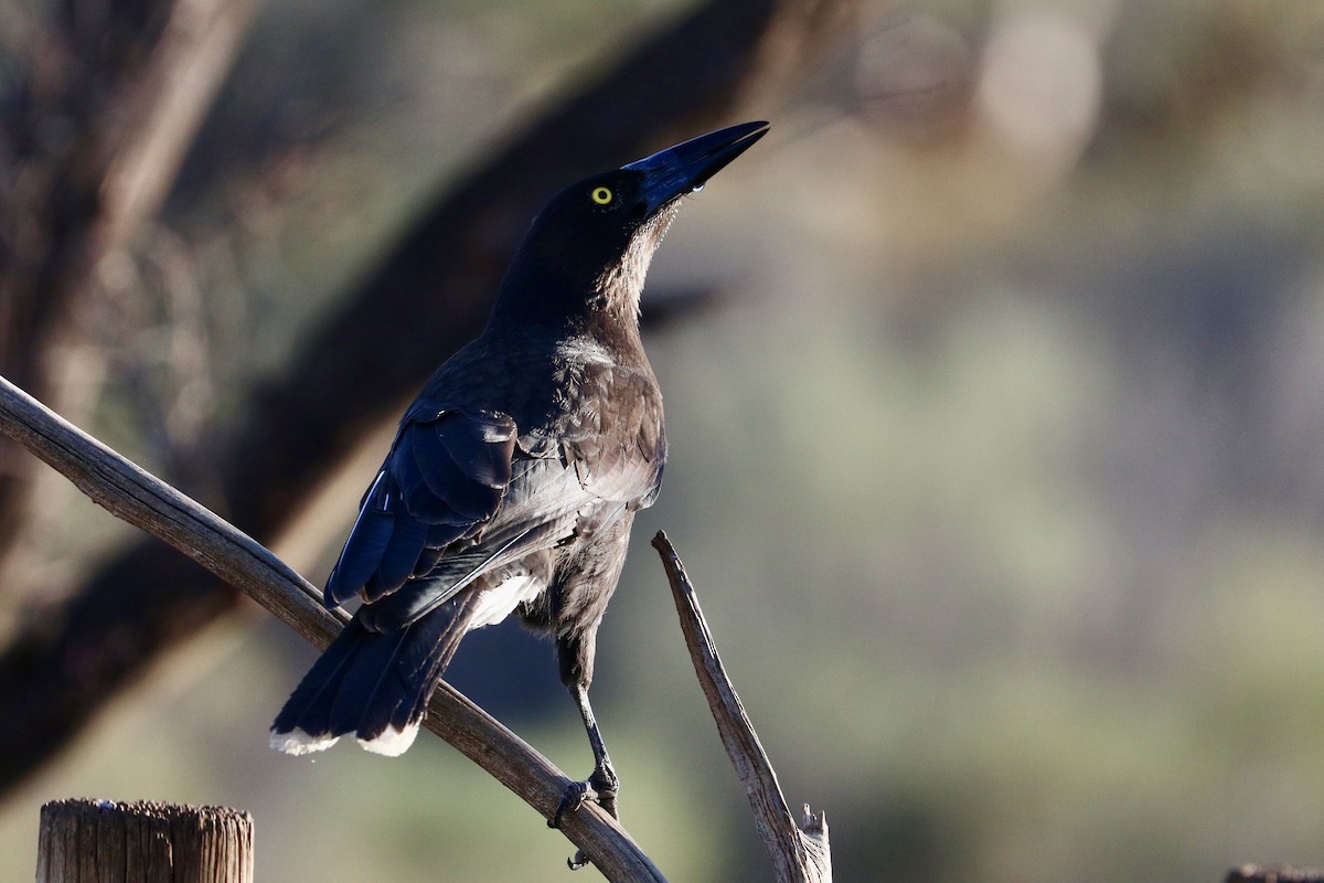 Gray Currawong - ML642203785