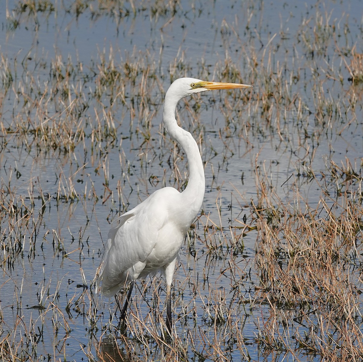 Great Egret - ML642203788