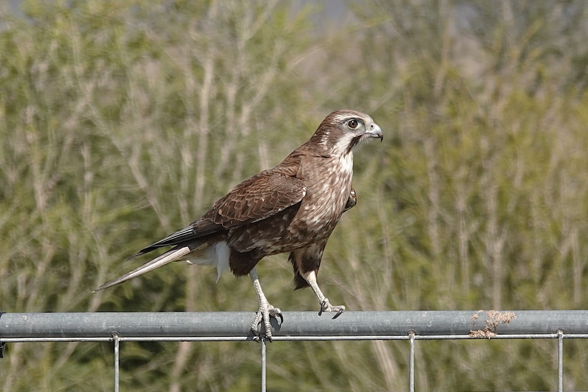 Brown Falcon - ML642203790