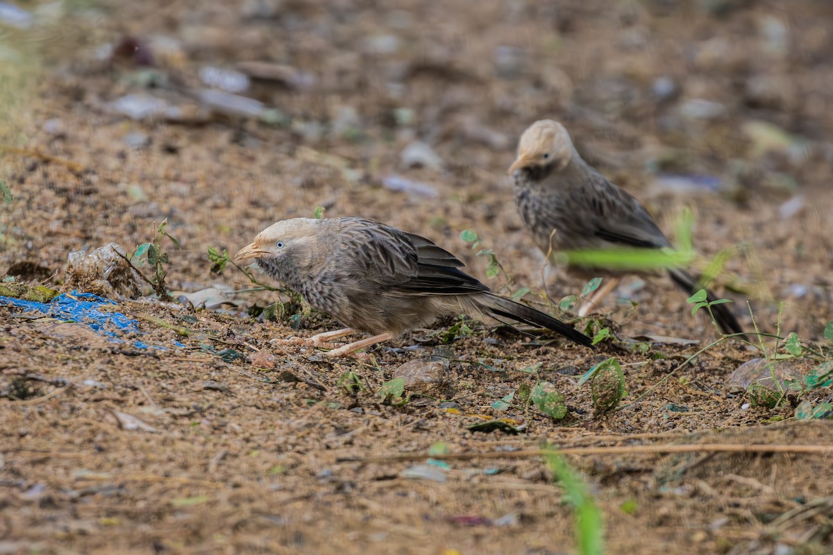 Yellow-billed Babbler - ML642203808