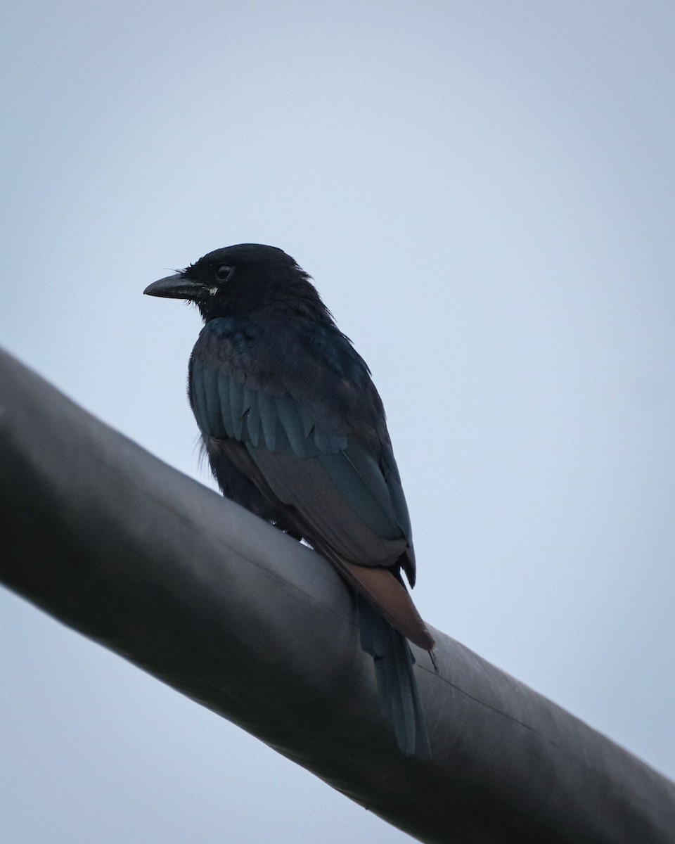 svartdrongo - ML642203810