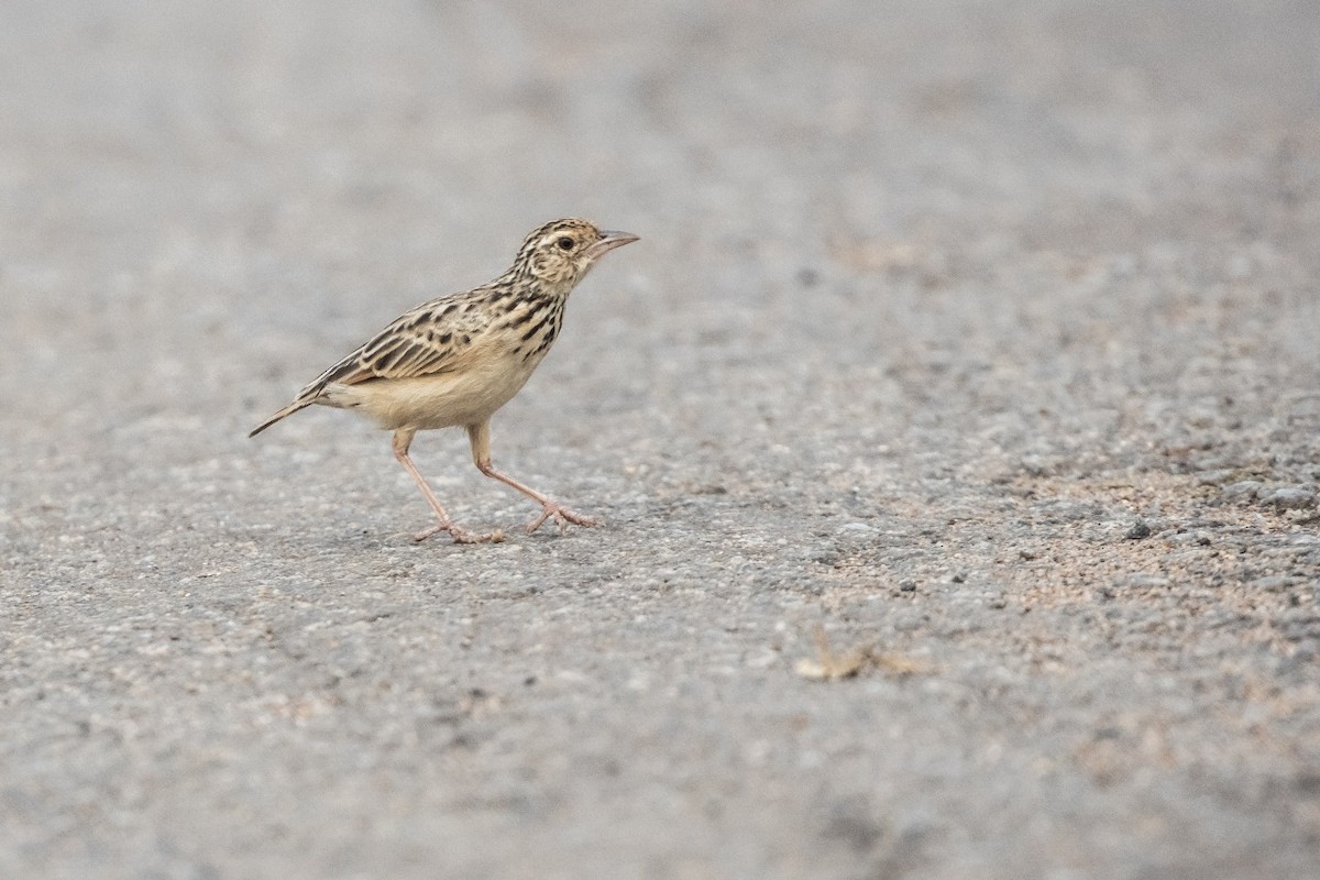 Jerdon's Bushlark - ML642203813