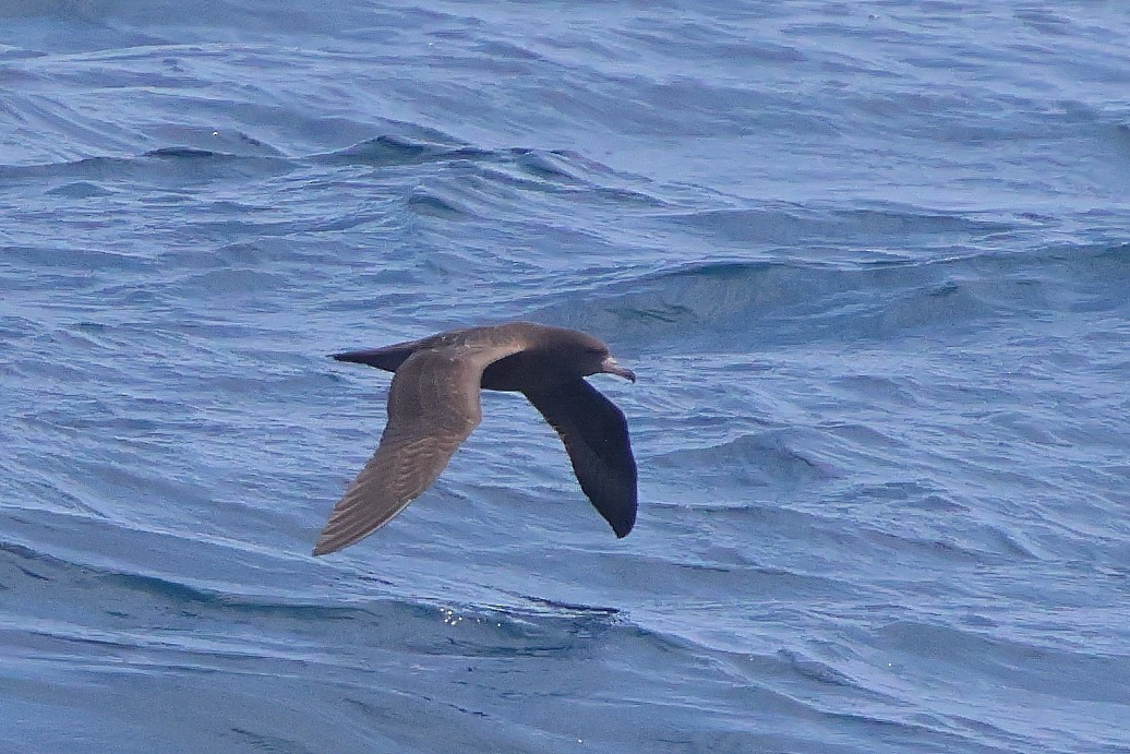 Wedge-tailed Shearwater - ML642203825