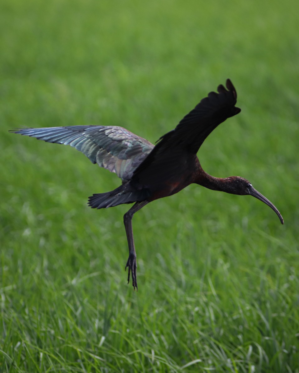 bronseibis - ML642203831