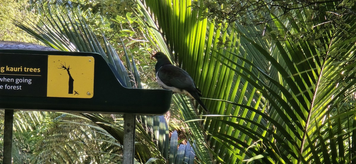 New Zealand Pigeon - ML642203840