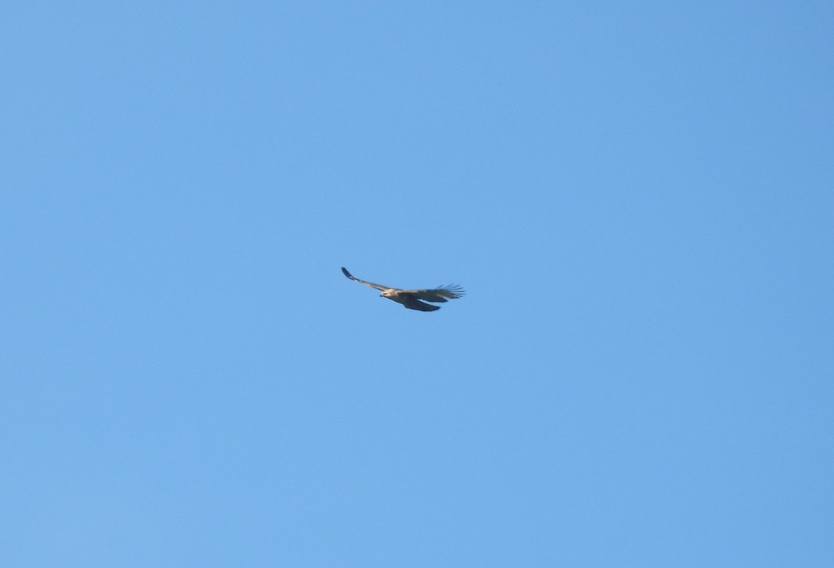Mountain Hawk-Eagle - ML642203854