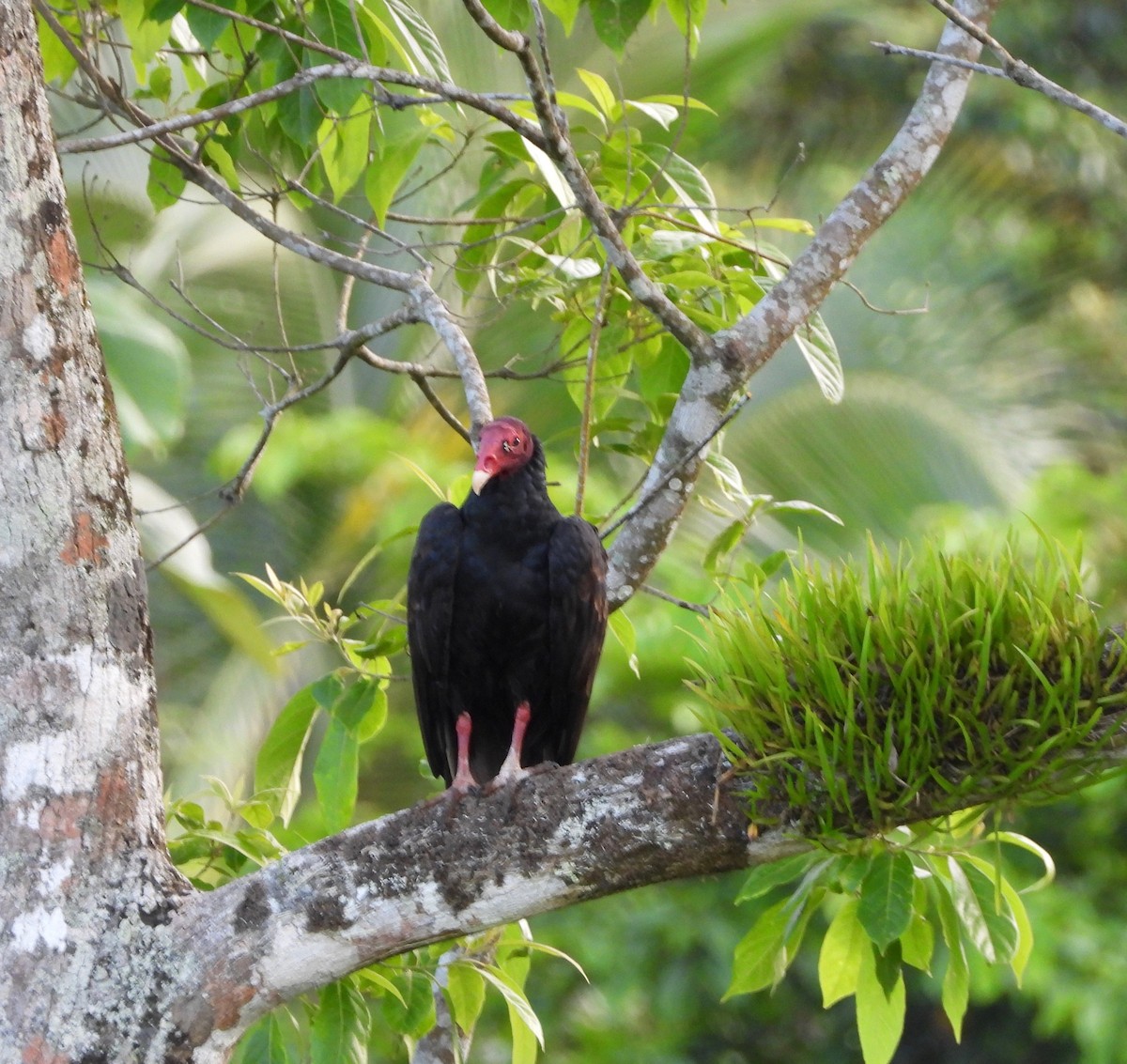 Turkey Vulture - ML642203857