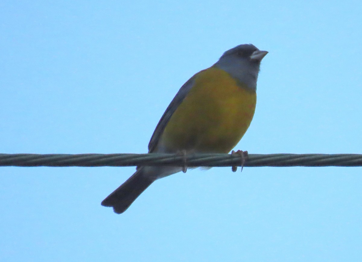 Gray-hooded Sierra Finch - ML642203885