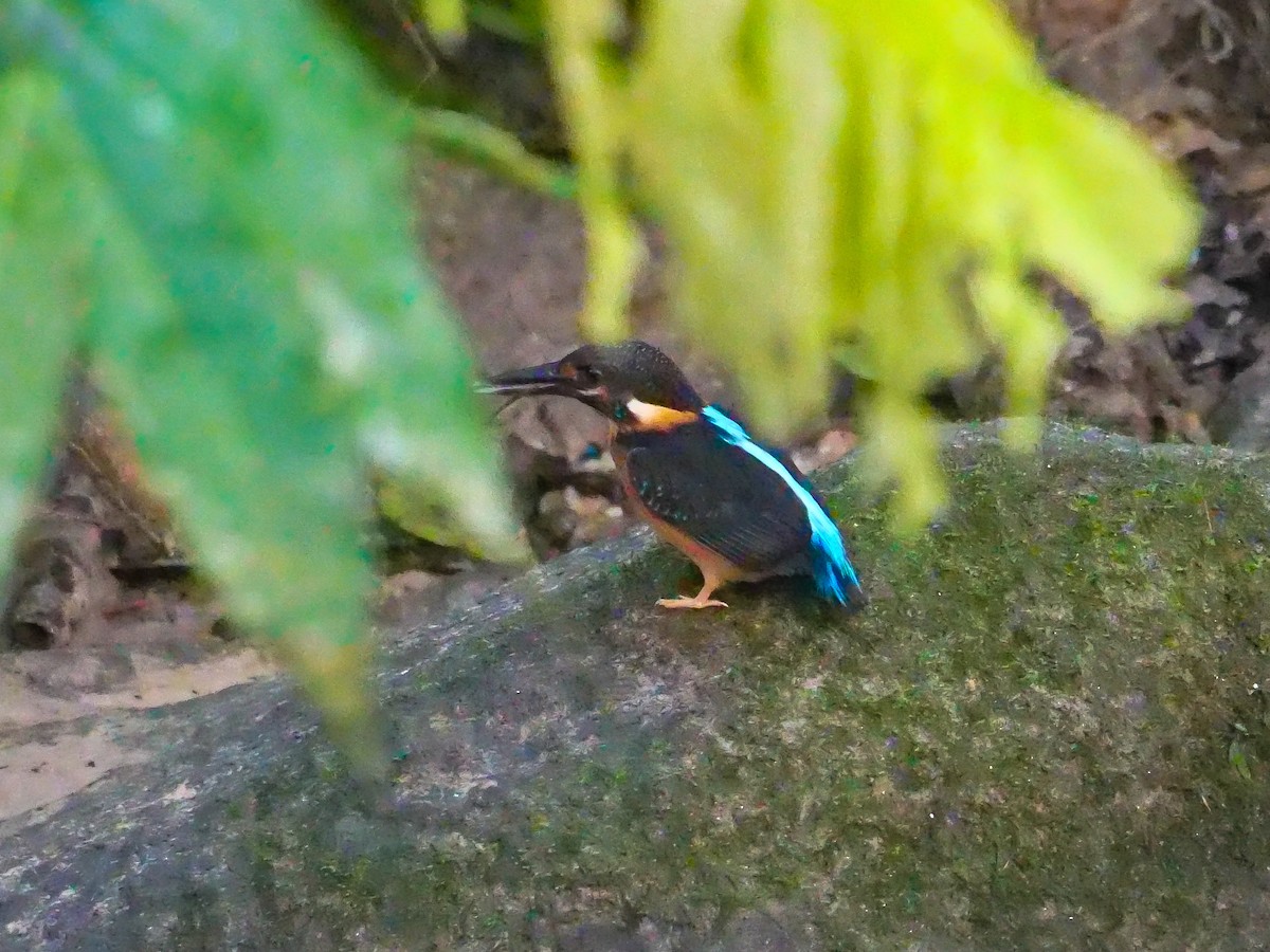 Malaysian Blue-banded Kingfisher - ML642203897