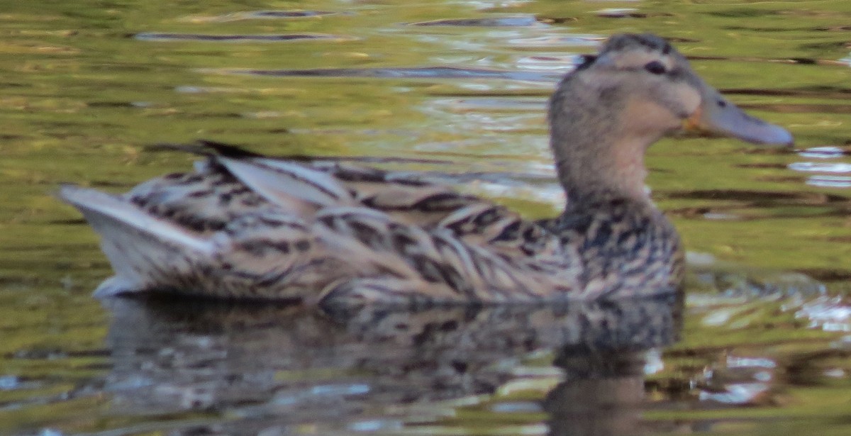 kachna divoká x pruhohlavá (hybrid) - ML642203907
