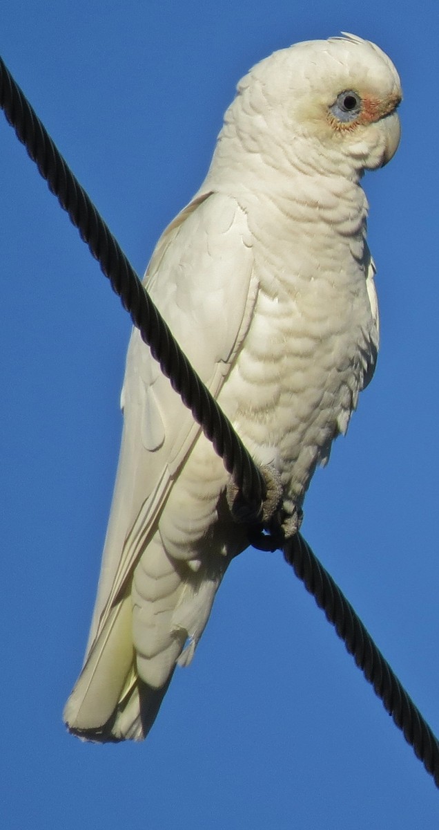 kakadu naholící - ML642203923