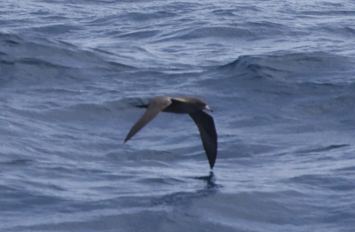 Wedge-tailed Shearwater - ML642203924