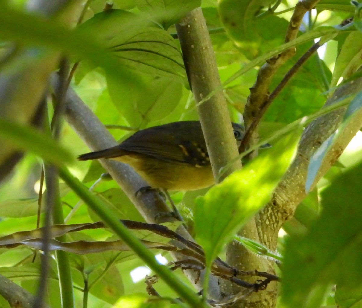 White-flanked Antwren - ML642203930