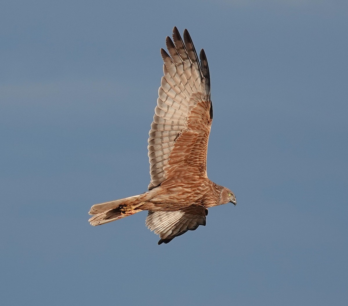 Swamp Harrier - ML642203947