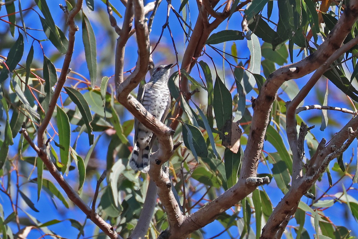 Little Bronze-Cuckoo (Little) - ML642203950