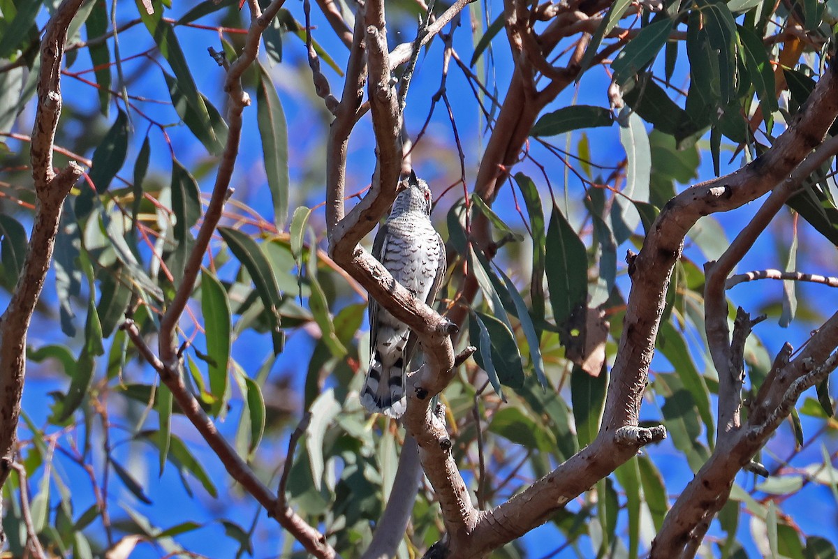 Little Bronze-Cuckoo (Little) - ML642203951