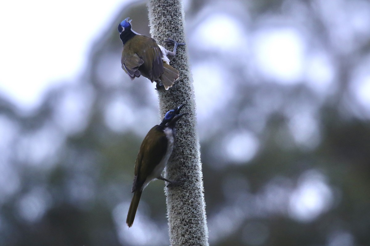 Blue-faced Honeyeater (Blue-faced) - ML642203956
