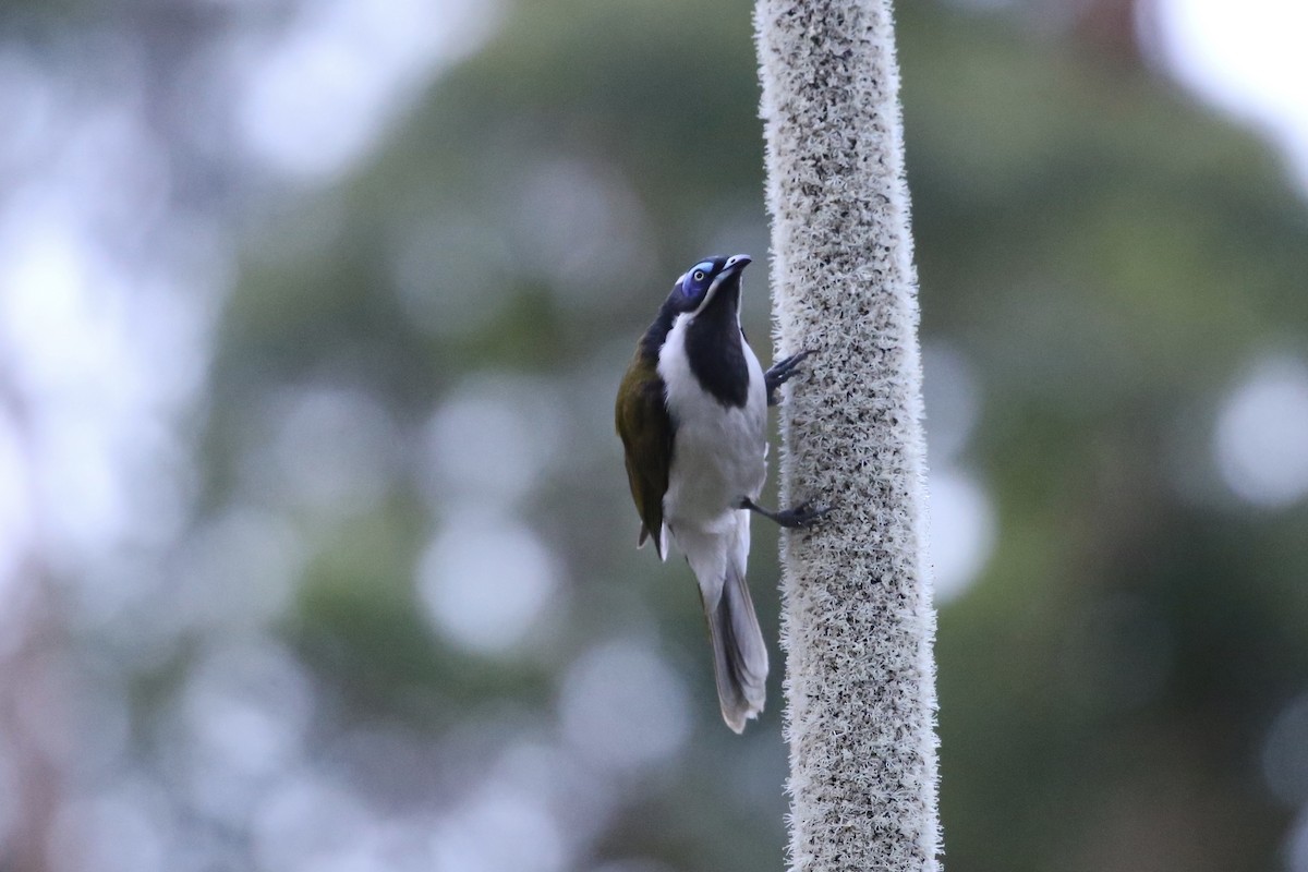 Blue-faced Honeyeater (Blue-faced) - ML642203957