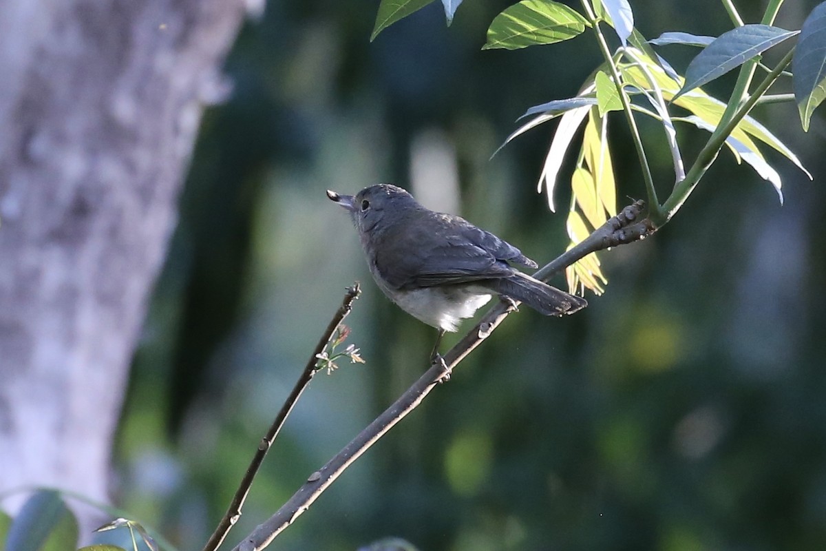 Gray Shrikethrush - ML642203960