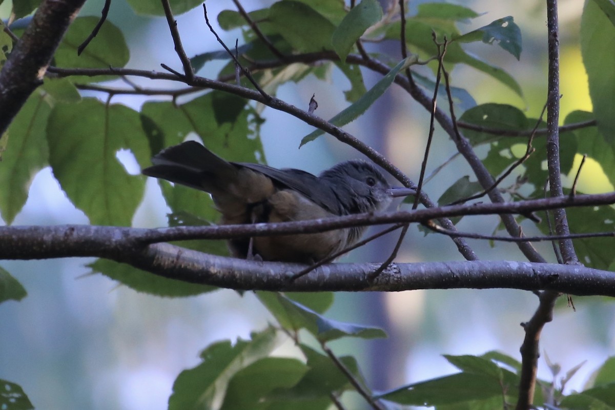 Rufous Shrikethrush - ML642203961