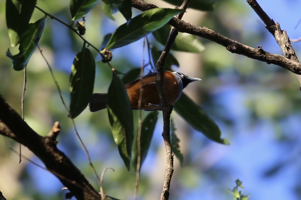 Black-faced Monarch - ML642203962