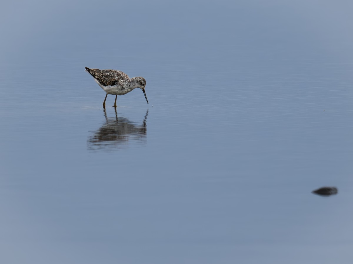Marsh Sandpiper - ML642203978
