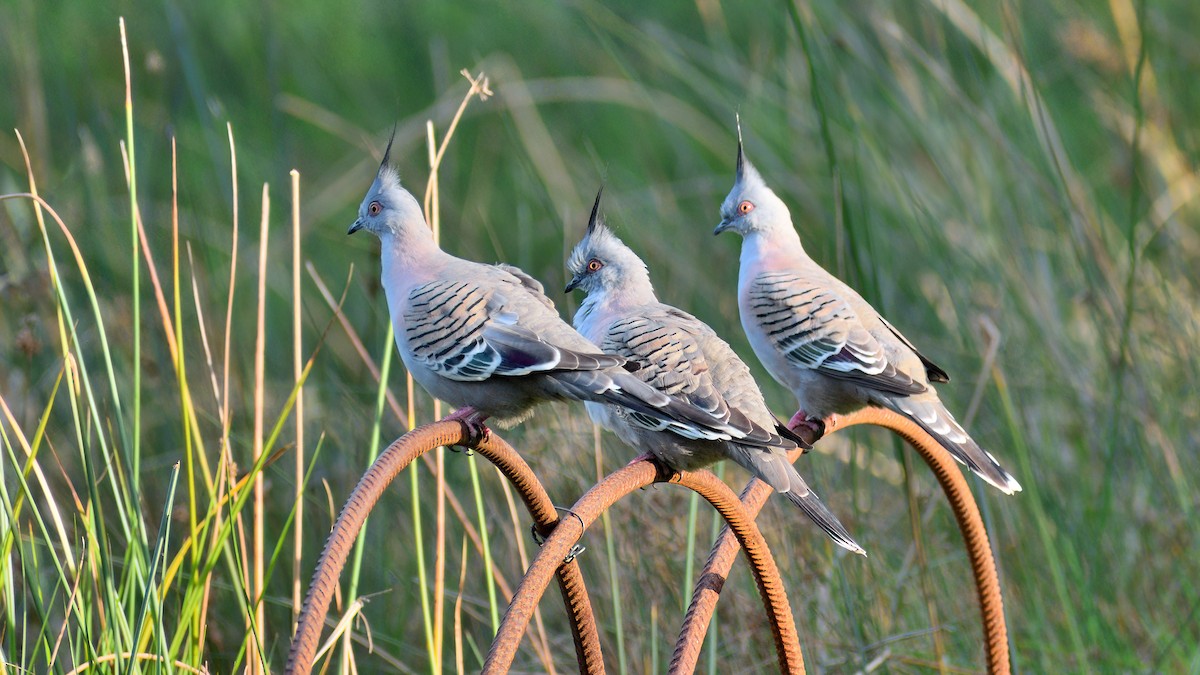 Crested Pigeon - ML642204022