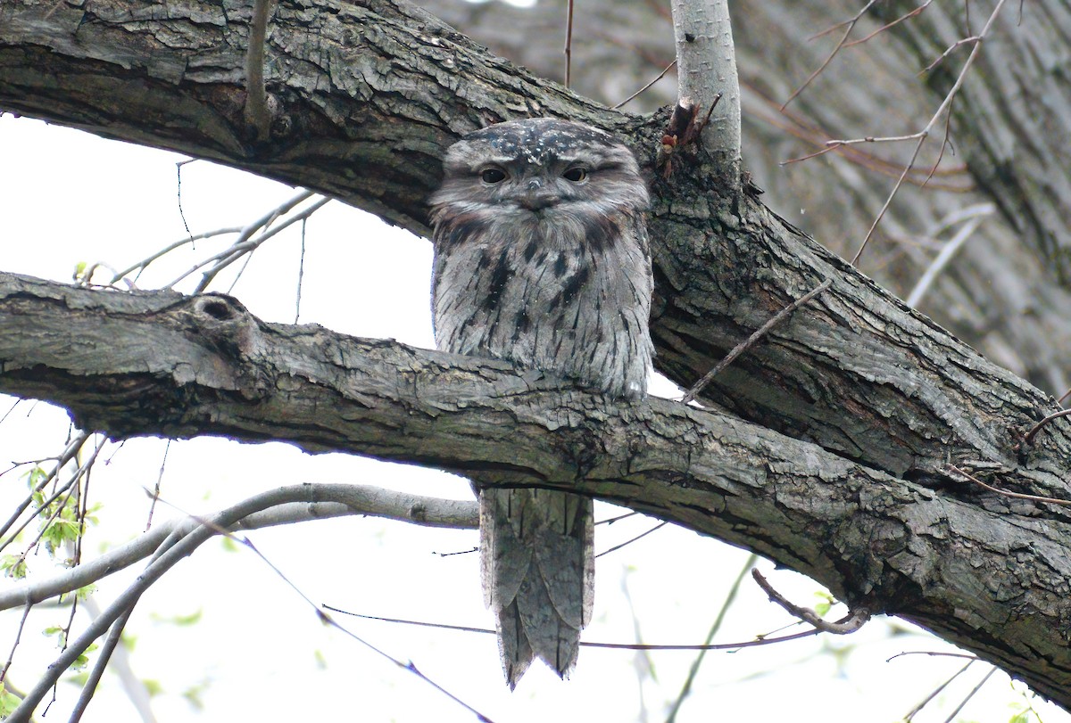 Tawny Frogmouth - ML642204074