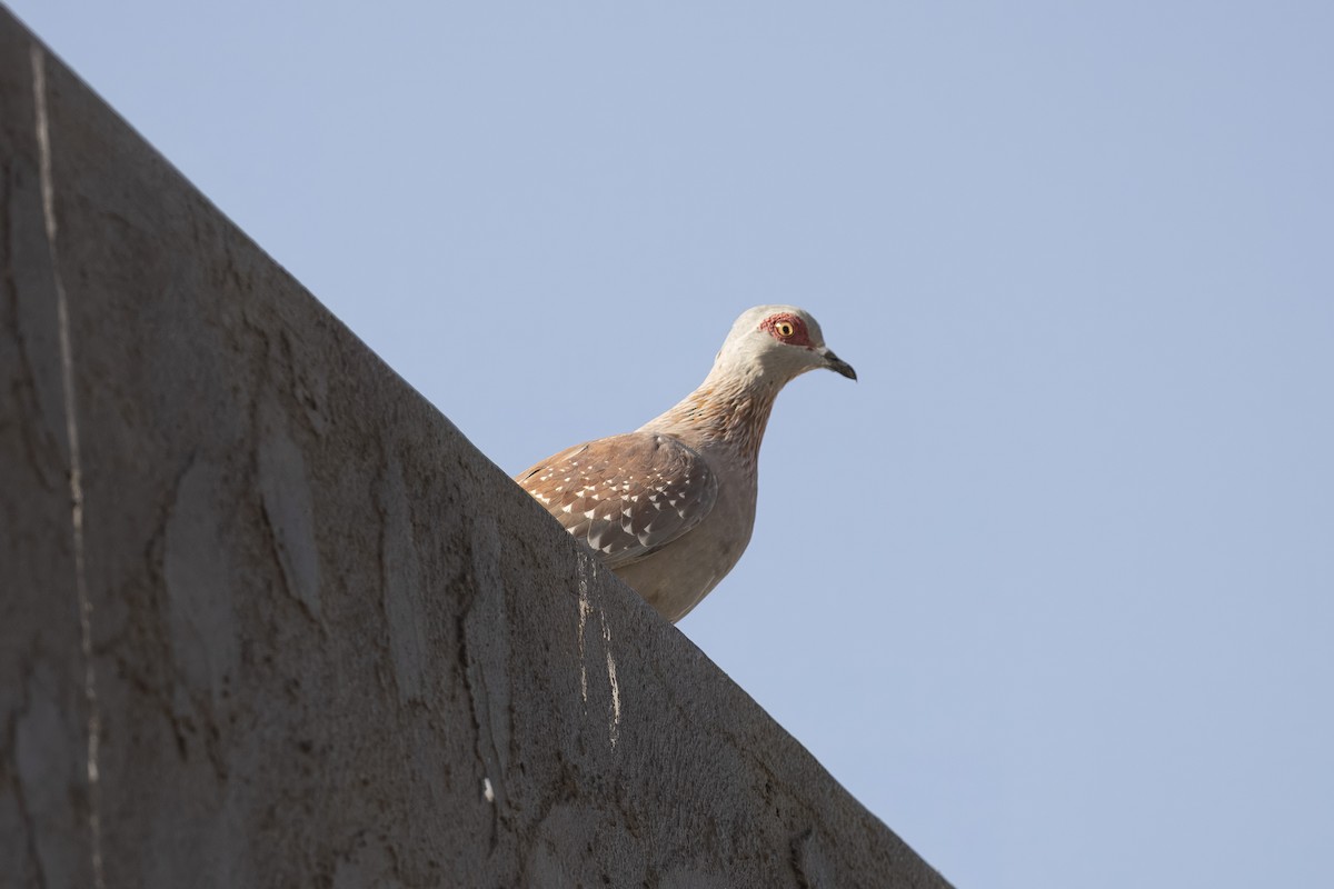 Guineataube - ML642204133