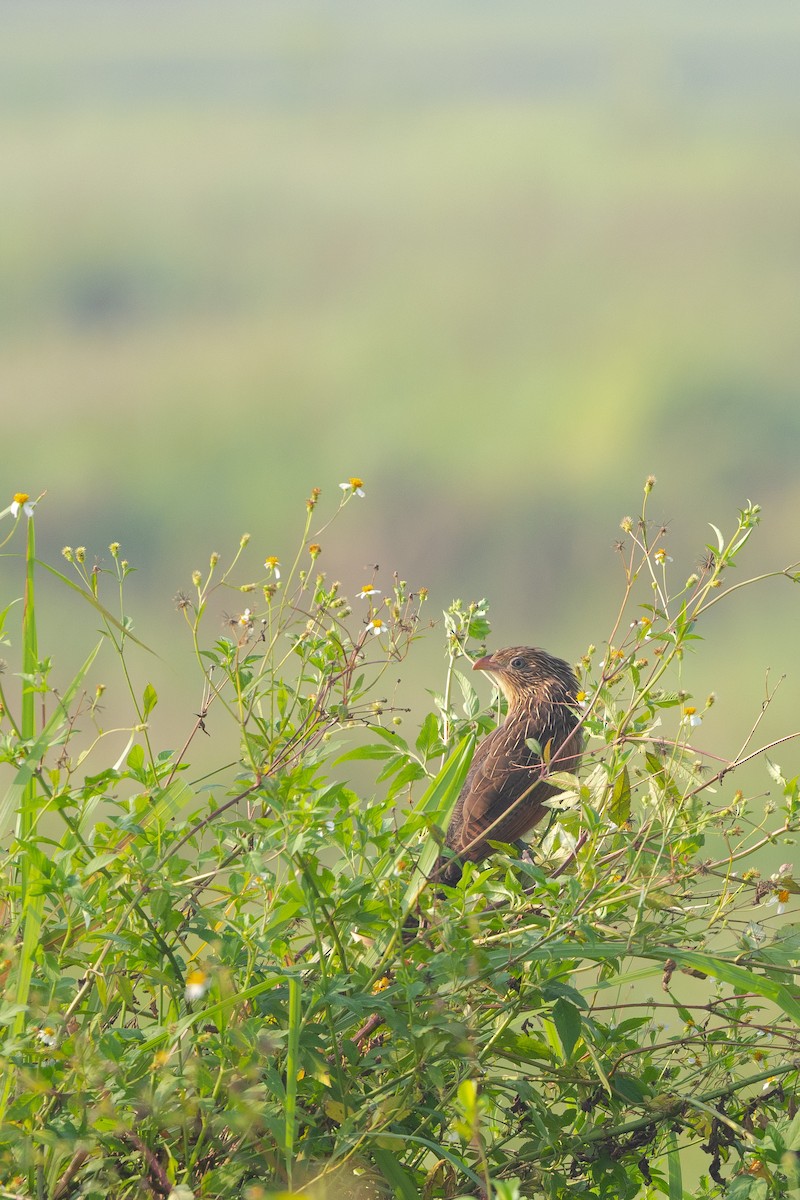 Lesser Coucal - ML642204146