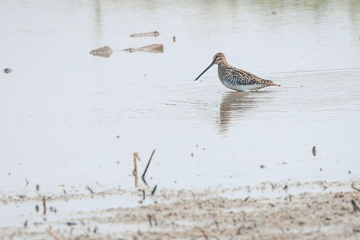 Common Snipe - ML642204150