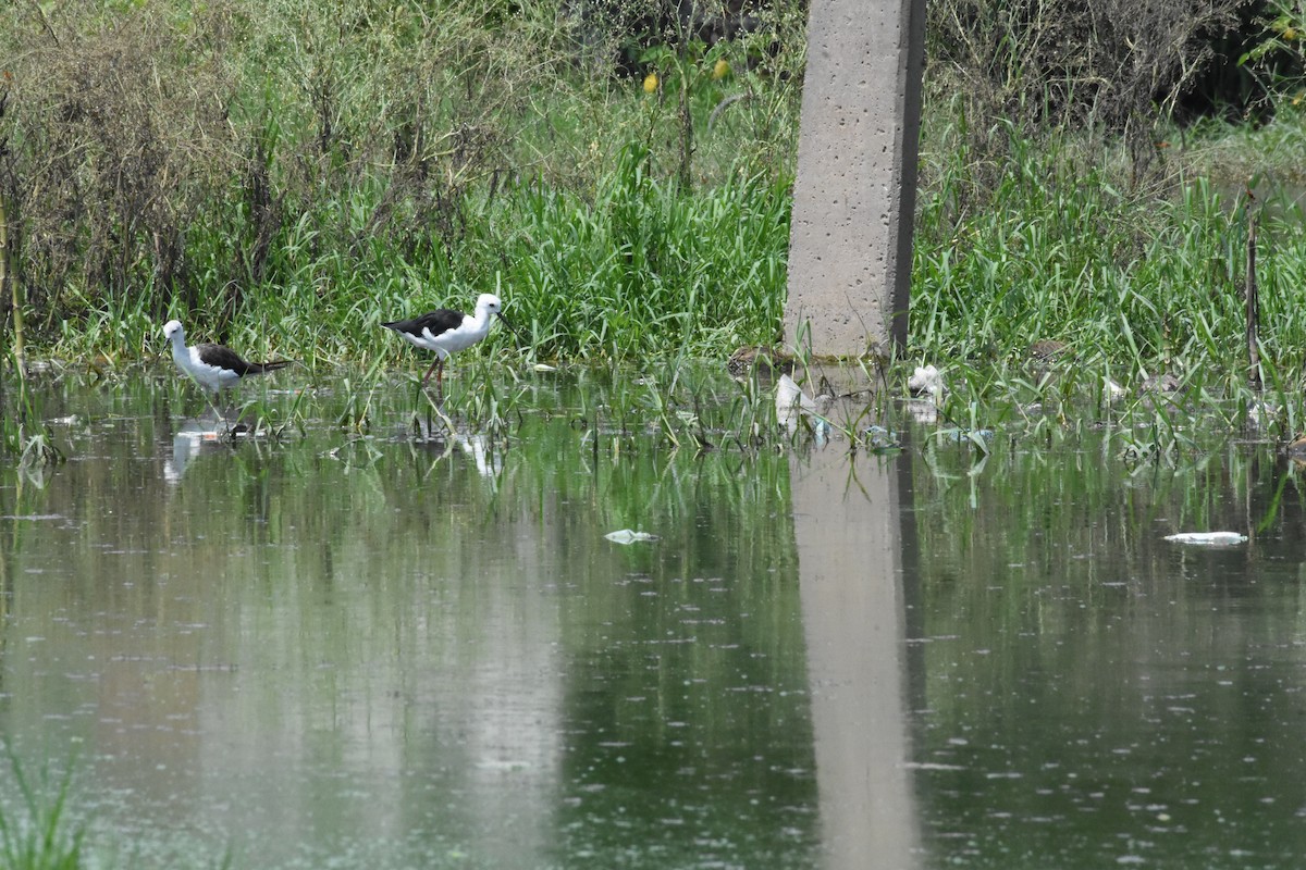 Black-winged Stilt - ML642204152