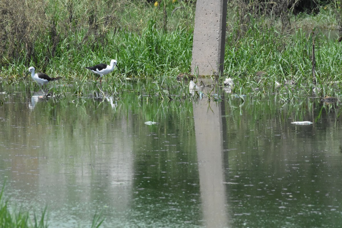 Black-winged Stilt - ML642204153